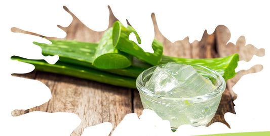 Aloe You Vera Much: The Truth About This Hair-Loving Plant