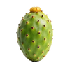 Prickly Pear